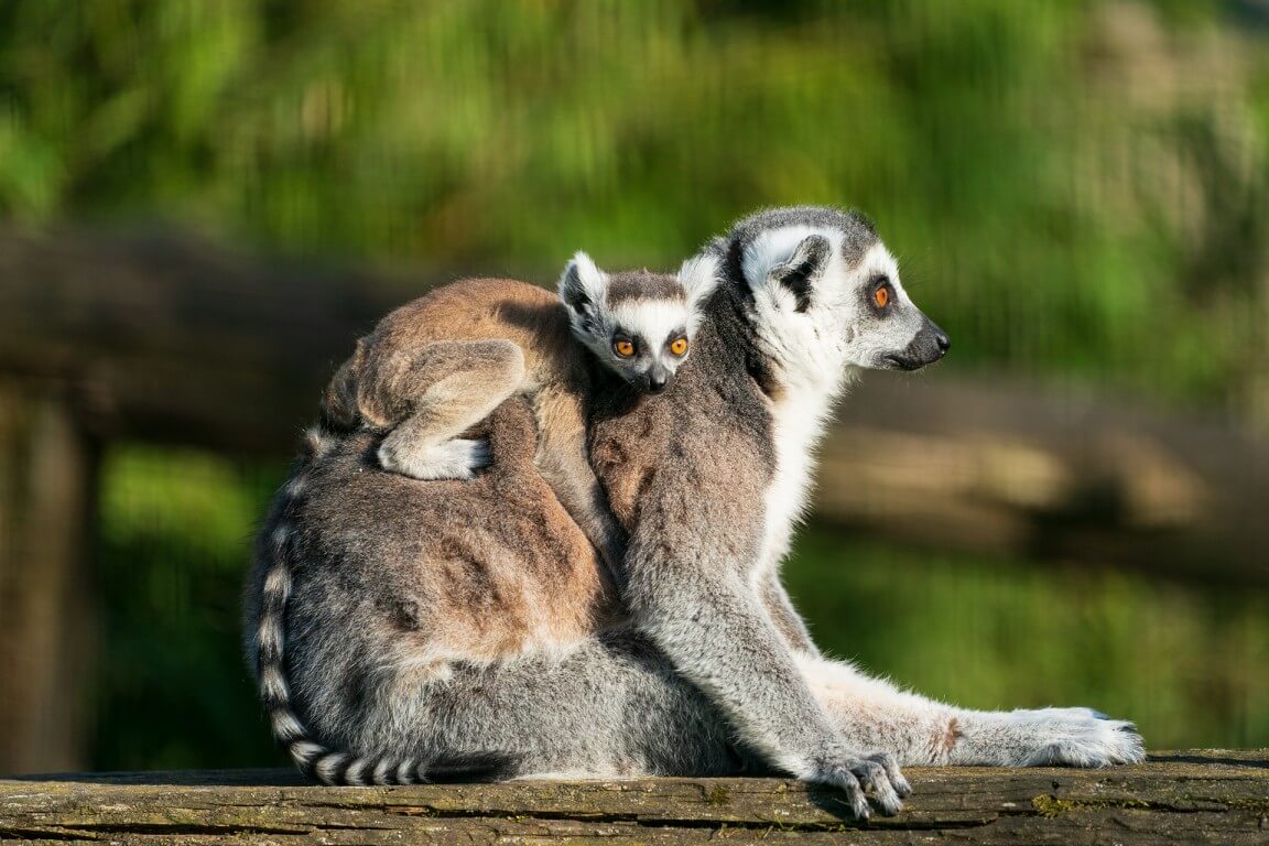Lemur with baby