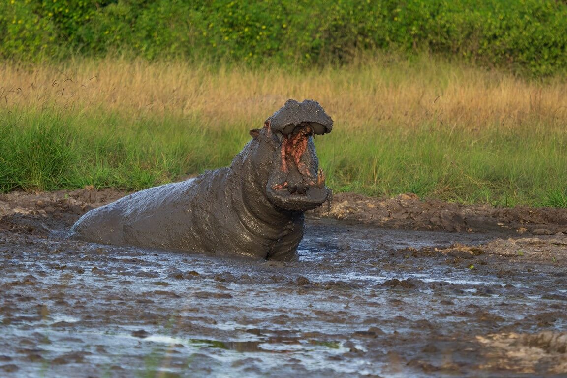 Hippo in the mud