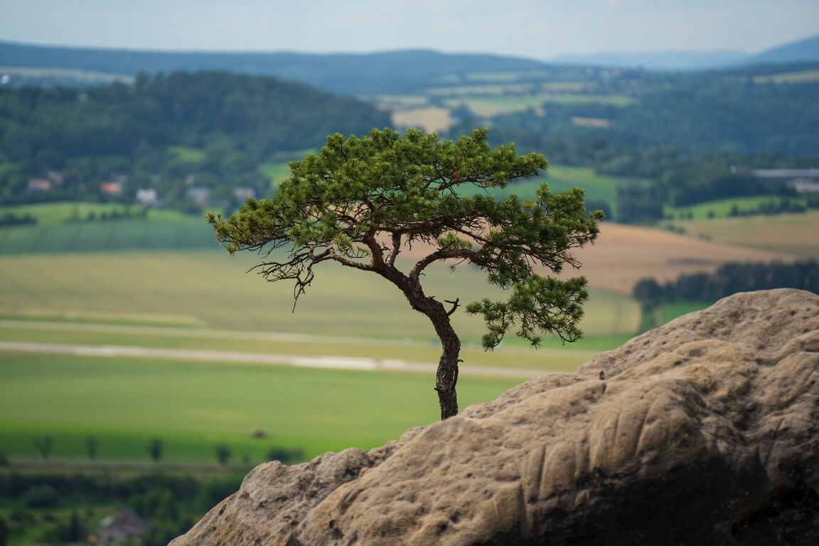 Pine on the rock