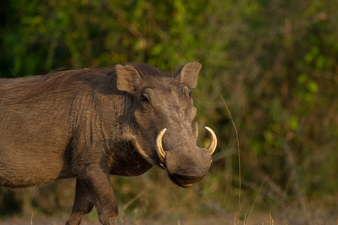 Wild Pig from Africa