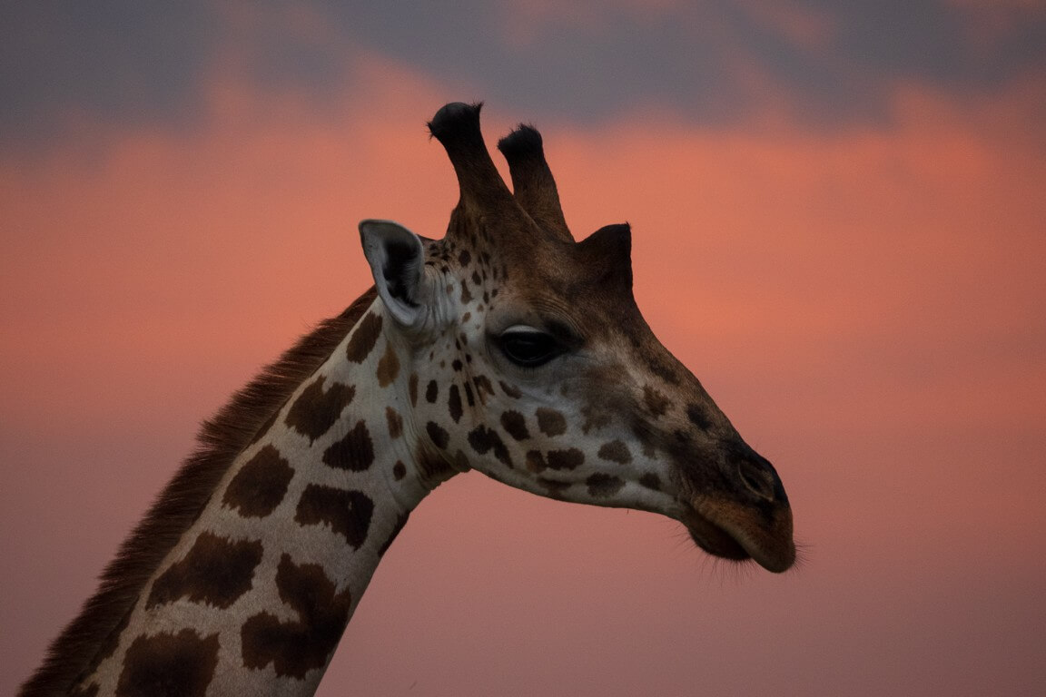 Giraffe head in sunset