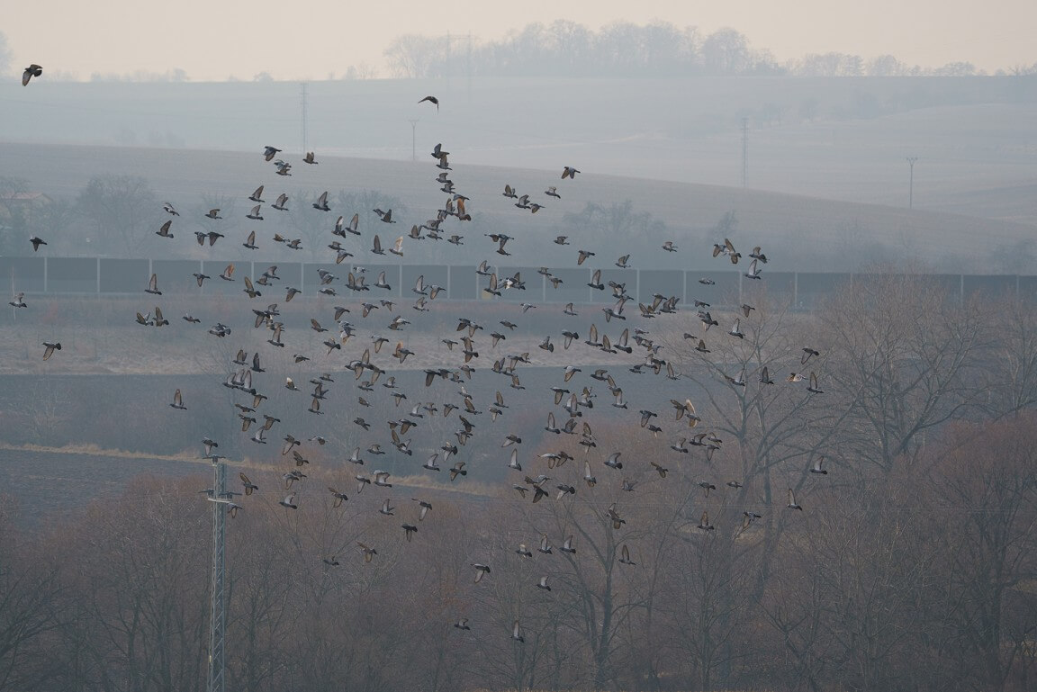 Pigeon flock