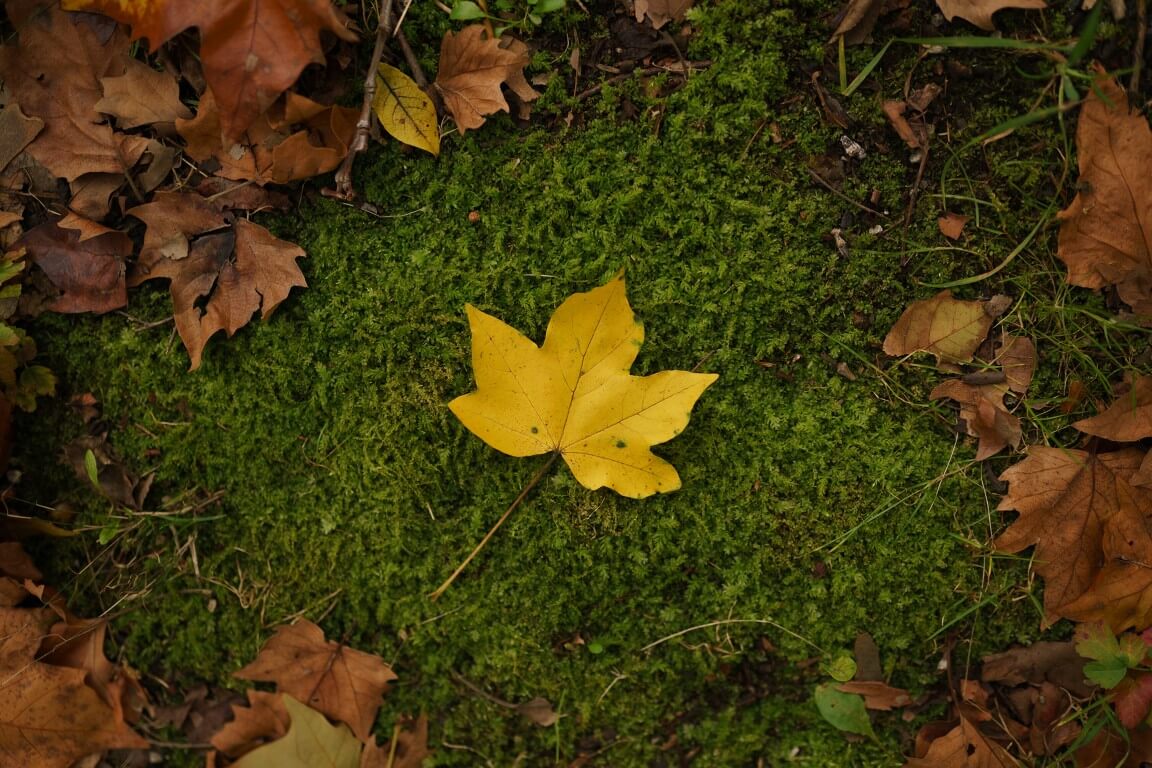 Yellow Leaf in fern